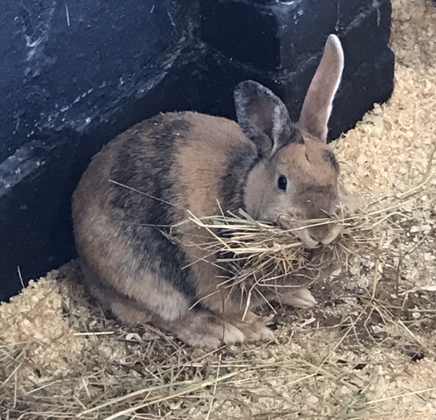 Farm animals 2