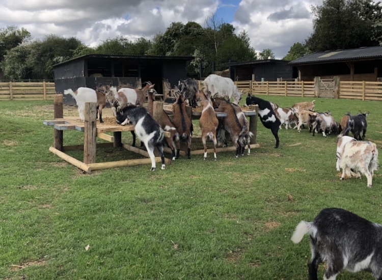 Farm animals 6