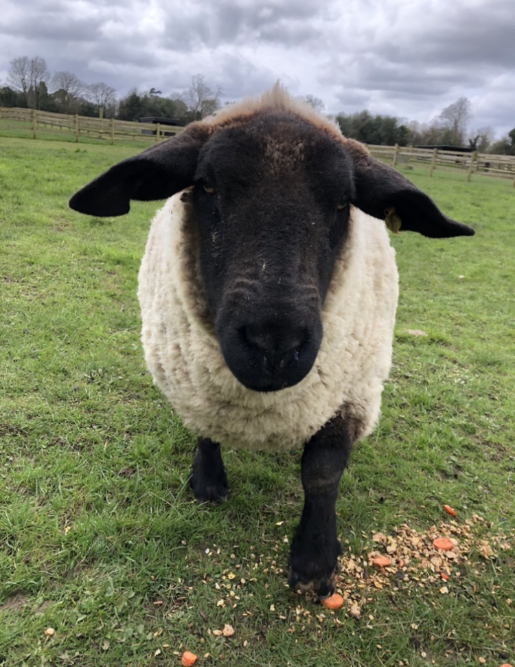 Farm animals 5