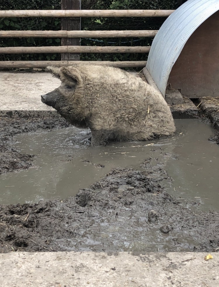 Farm animals 4
