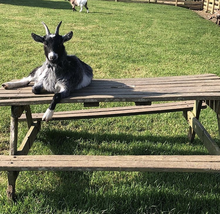 Farm animals 3